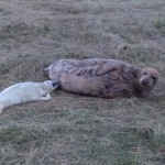 Grey seal colony