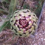 Artichoke