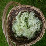 Lincolnshire Elderflowers