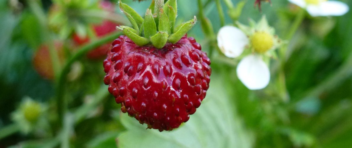 Sweet wild strawberry