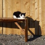 Billie enjoying the sun