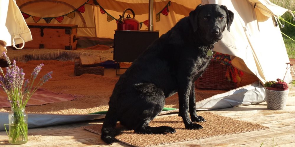 Glamping in Sutton on Sea Lincolnshire - beautiful bell-tent with wood-burning stove. Dog friendly.
